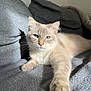Lazulis a rejoint le concours — aidez-le/la à gagner de superbes lots ! cat, cream_colored, blue_eyes, paw, whiskers, couch, blanket, indoor, relaxed, pet, feline, soft_fur, light_shadow, cozy, resting, close_up, animal, home, comfort, fur