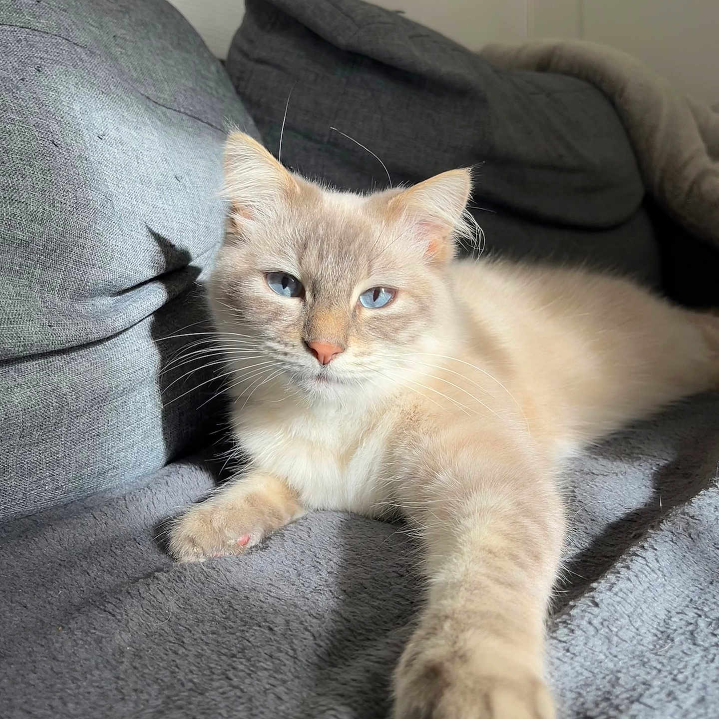 Lazulis a rejoint le concours — aidez-le/la à gagner de superbes lots ! animal, blanket, blue_eyes, cat, close_up, comfort, couch, cozy, cream_colored, feline, fur, home, indoor, light_shadow, paw, pet, relaxed, resting, soft_fur, whiskers