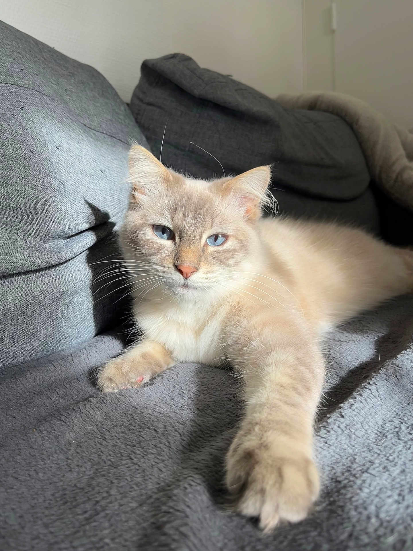 Lazulis a rejoint le concours — aidez-le/la à gagner de superbes lots ! cat, cream_colored, blue_eyes, paw, whiskers, couch, blanket, indoor, relaxed, pet, feline, soft_fur, light_shadow, cozy, resting, close_up, animal, home, comfort, fur