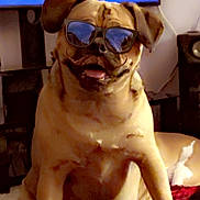Mia is registered to the contest to win money with this photo: dog, pug, sunglasses, mustache, pet, indoor, blanket, red, black, cute, funny, animal, face, sitting, fur, ears, tongue, home, cozy, portrait