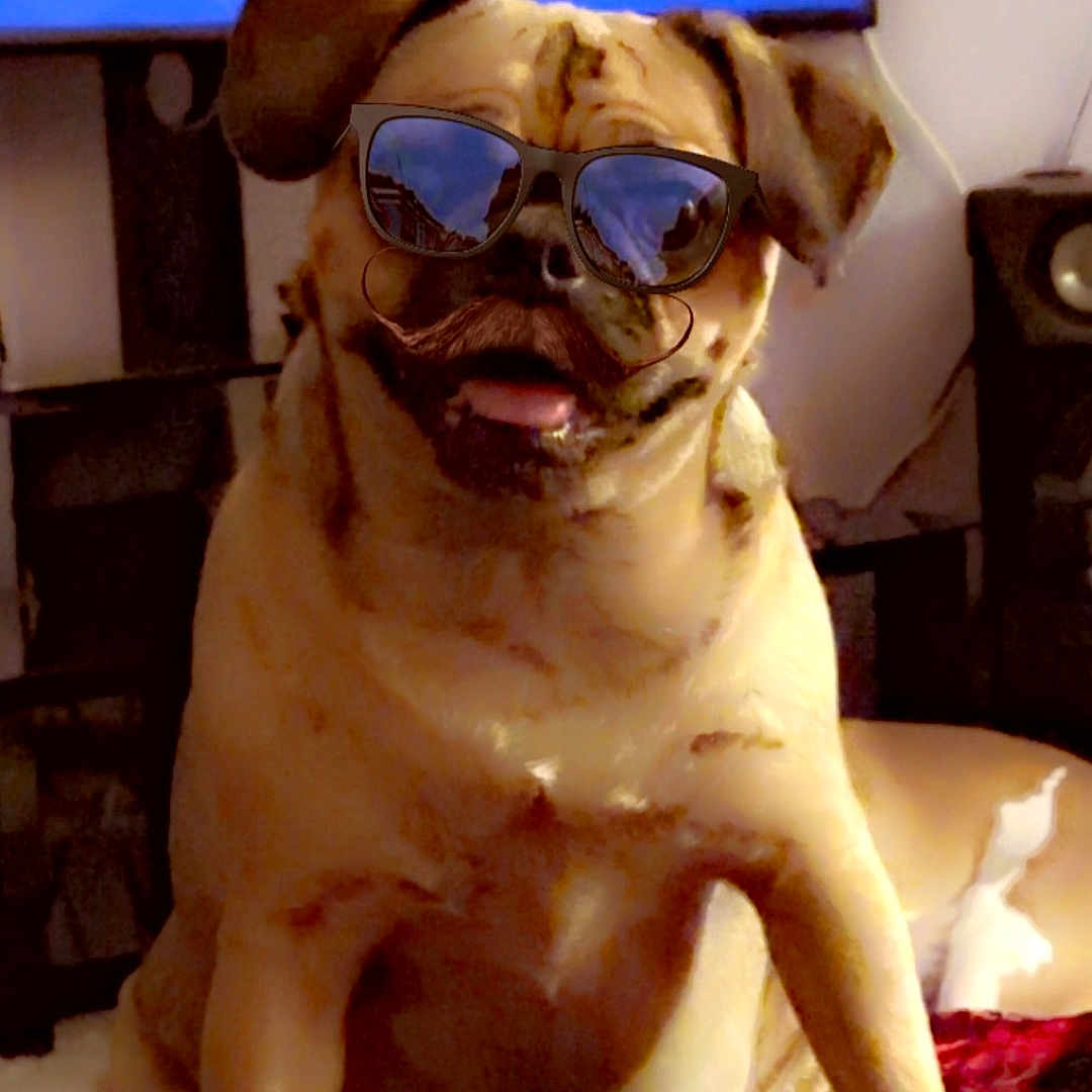 Mia is registered to the contest to win money with this photo: animal, black, blanket, cozy, cute, dog, ears, face, funny, fur, home, indoor, mustache, pet, portrait, pug, red, sitting, sunglasses, tongue