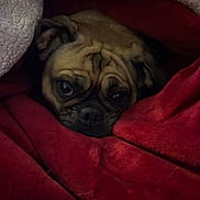 Mia joined the competition — help win amazing prizes! animal, blanket, comfort, cozy, cream_blanket, cute, dog, ears, expression, face, fur, indoors, pet, portrait, pug, red_blanket, resting, snuggled, warm, wrinkles