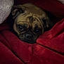 animal, blanket, comfort, cozy, cream_blanket, cute, dog, ears, expression, face, fur, indoors, pet, portrait, pug, red_blanket, resting, snuggled, warm, wrinkles