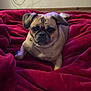 Mia is registered to the contest to win money with this photo: animal, blanket, canine, comfort, cord, couch, cozy, dog, ears, face, fur, home, indoor, looking_at_camera, pet, plug, pug, red_blanket, relaxed, wall