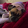 Mia is registered to the contest to win money with this photo: animal, blanket, close_up, comfort, cozy, cute, dog, ears, face, fur, gray_blanket, indoor, lying_down, pet, pug, red_blanket, resting, sleepy, snout, wrinkles