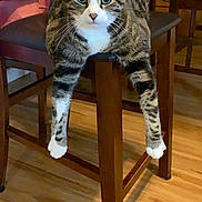 Charlie is registered to the contest to win money with this photo: animal, cat, chair, cozy, curious, domestic_animal, floor, furniture, home, indoor, looking_at_camera, paws, pet, relaxed, striped, tabby_cat, table, whiskers, wood_floor, wooden_chair