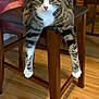 animal, cat, chair, cozy, curious, domestic_animal, floor, furniture, home, indoor, looking_at_camera, paws, pet, relaxed, striped, tabby_cat, table, whiskers, wood_floor, wooden_chair