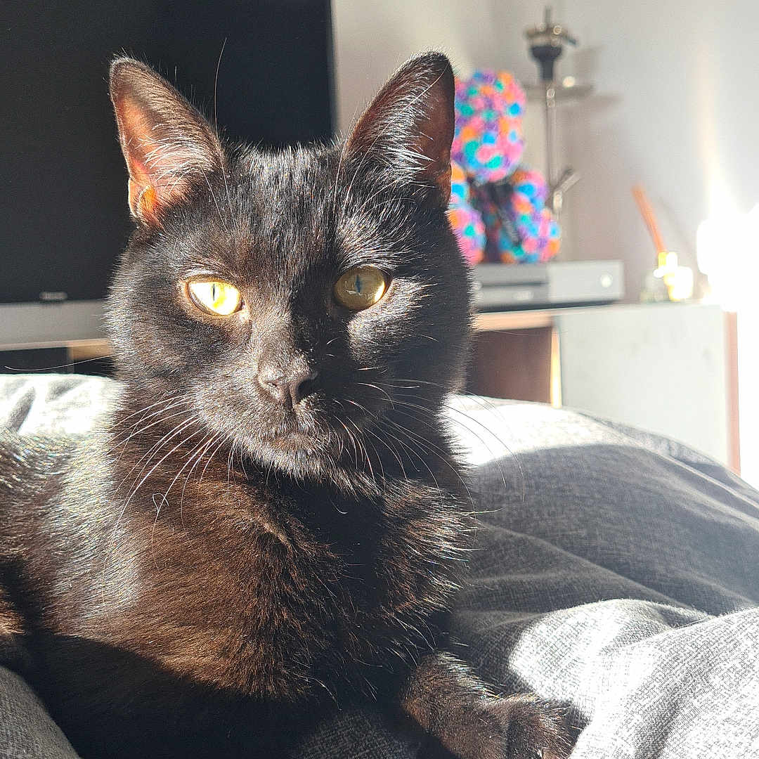 Ulix a rejoint le concours — aidez-le/la à gagner de superbes lots ! abyssinian, animal, architecture, bed, blackcat, building, cat, computerhardware, couch, electronics, furniture, hardware, indoors, kitten, manx, monitor, person, pet, screen, tv