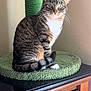 alert, animal, cat, closeup, curled_tail, domestic_cat, feline, fur, furniture, green, household, indoor, mat, pet, portrait, scratching_post, sitting, tabby, whiskers, wooden_cabinet