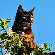 Sanji a rejoint le concours — aidez-le/la à gagner de superbes lots ! cat, tortoiseshell, flowers, green_leaves, blue_sky, outdoor, sunlight, nature, plant, pet, animal, whiskers, ears, portrait, feline, flora, daylight, closeup, garden, peaceful