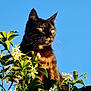 cat, tortoiseshell, flowers, green_leaves, blue_sky, outdoor, sunlight, nature, plant, pet, animal, whiskers, ears, portrait, feline, flora, daylight, closeup, garden, peaceful