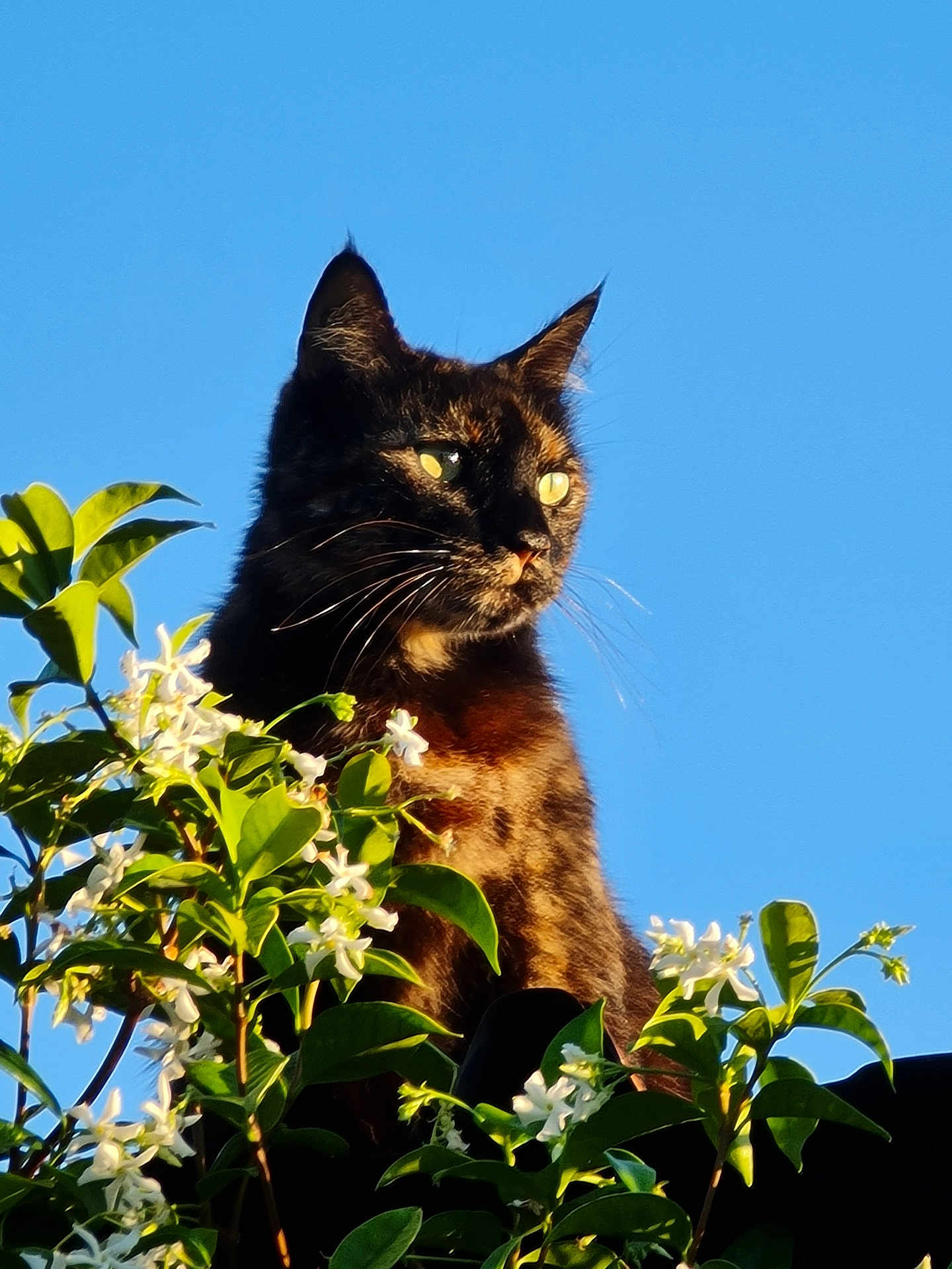 Sanji a rejoint le concours — aidez-le/la à gagner de superbes lots ! cat, tortoiseshell, flowers, green_leaves, blue_sky, outdoor, sunlight, nature, plant, pet, animal, whiskers, ears, portrait, feline, flora, daylight, closeup, garden, peaceful