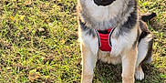 Ginkgo participe au concours pour gagner de l'argent avec cette photo : alert, animal, canine, curious, dog, ears, friendly, fur, german_shepherd, grass, harness, mammal, nature, outdoor, pet, playful, puppy, sitting, sunlight, young_dog