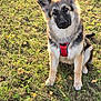 dog, puppy, german_shepherd, grass, outdoor, pet, canine, fur, ears, harness, animal, nature, young_dog, sitting, sunlight, curious, mammal, friendly, alert, playful