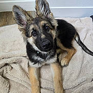 Ginkgo a rejoint le concours — aidez-le/la à gagner de superbes lots ! adorable, animal, blanket, canine, collar, cute, dog, ears, eyes, face, floor, fur, german_shepherd, indoor, looking, lying, paw, pet, puppy, young