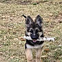 animal, black, brown, canine, cute, dog, ears, field, fur, german_shepherd, grass, happy, mouth, nature, outdoor, pet, playful, puppy, running, stick