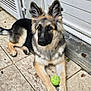 dog, german_shepherd, puppy, tennis_ball, ears, floor, tile, outdoor, pet, animal, fur, paws, playing, looking, young_dog, brown, black, white, door, resting