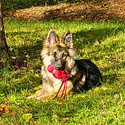 Ginkgo participe au concours pour gagner de l'argent avec cette photo : dog, german_shepherd, toy, red_toy, grass, sunlight, outdoor, nature, pet, animal, playful, lying_down, ears_up, leafy, greenery, summer, canine, cute, adorable, garden