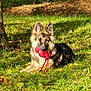 dog, german_shepherd, toy, red_toy, grass, sunlight, outdoor, nature, pet, animal, playful, lying_down, ears_up, leafy, greenery, summer, canine, cute, adorable, garden
