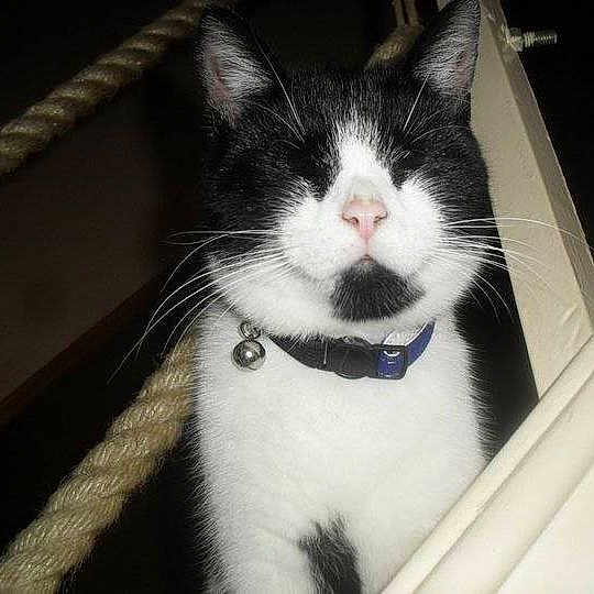 Yoggie is registered to the contest to win money with this photo: