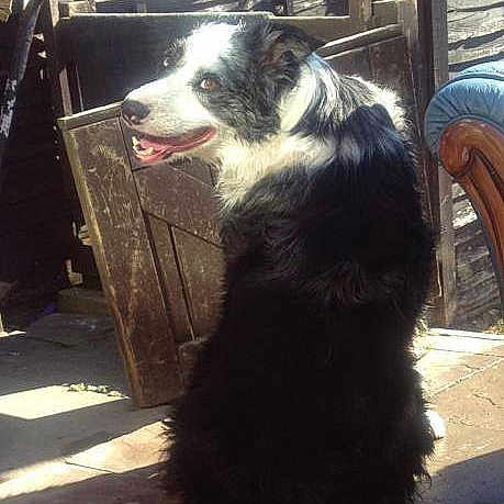 Pip