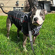 Riley joined the competition — help win amazing prizes! dog, pit_bull, gray_and_white, outdoor, grass, backyard, sweater, harness, leash, standing, portrait, pet, animal, short_hair, floppy_ears, brown_eyes, house, patio, furniture, sunlight