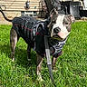 dog, pit_bull, gray_and_white, outdoor, grass, backyard, sweater, harness, leash, standing, portrait, pet, animal, short_hair, floppy_ears, brown_eyes, house, patio, furniture, sunlight