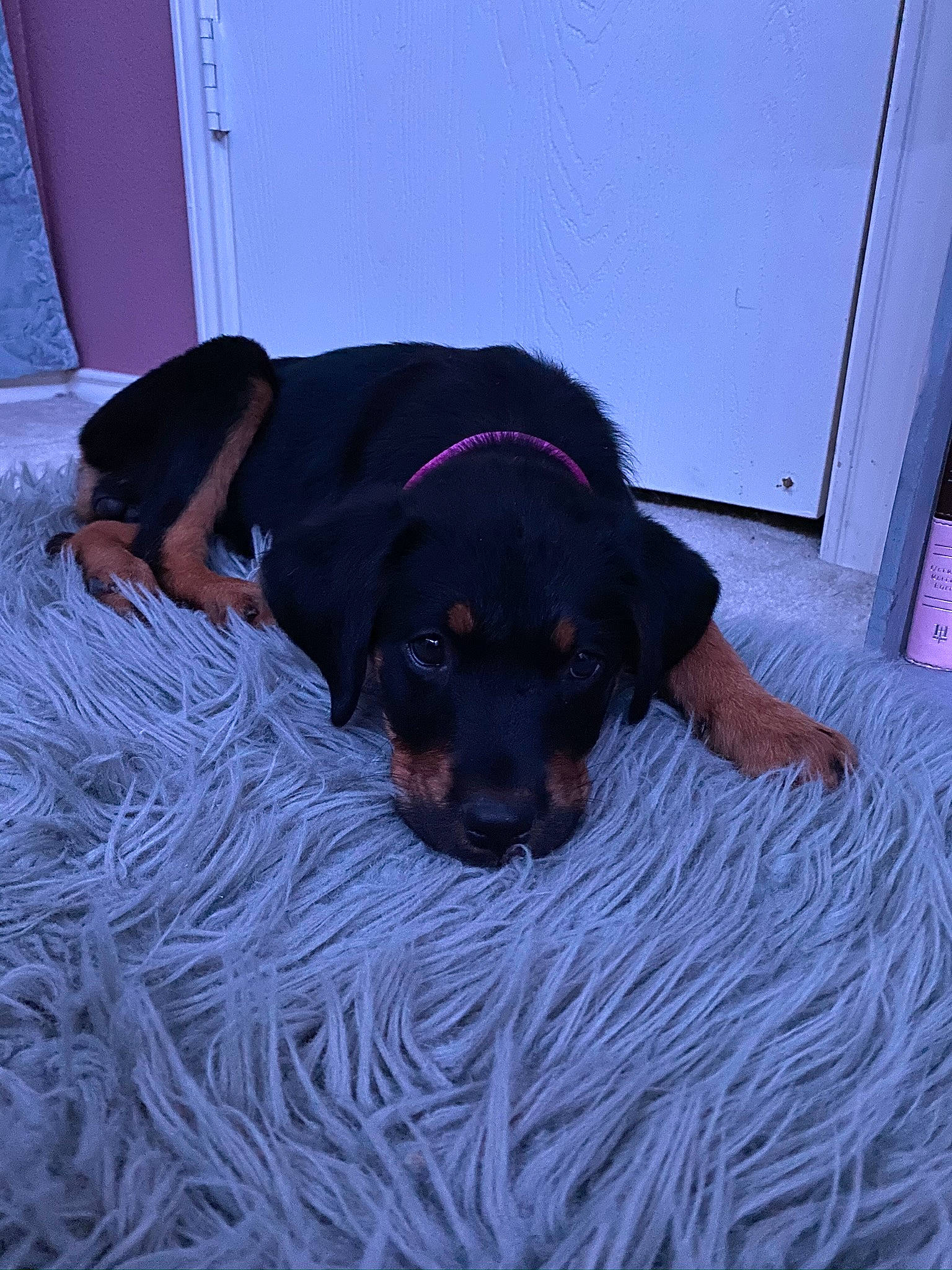 Finley is registered to the contest to win money with this photo: beagador, canidae, carnivore, companion_dog, dog, dog_breed, fawn, guard_dog, hunting_dog, puppy, rottweiler, snout, sporting_group