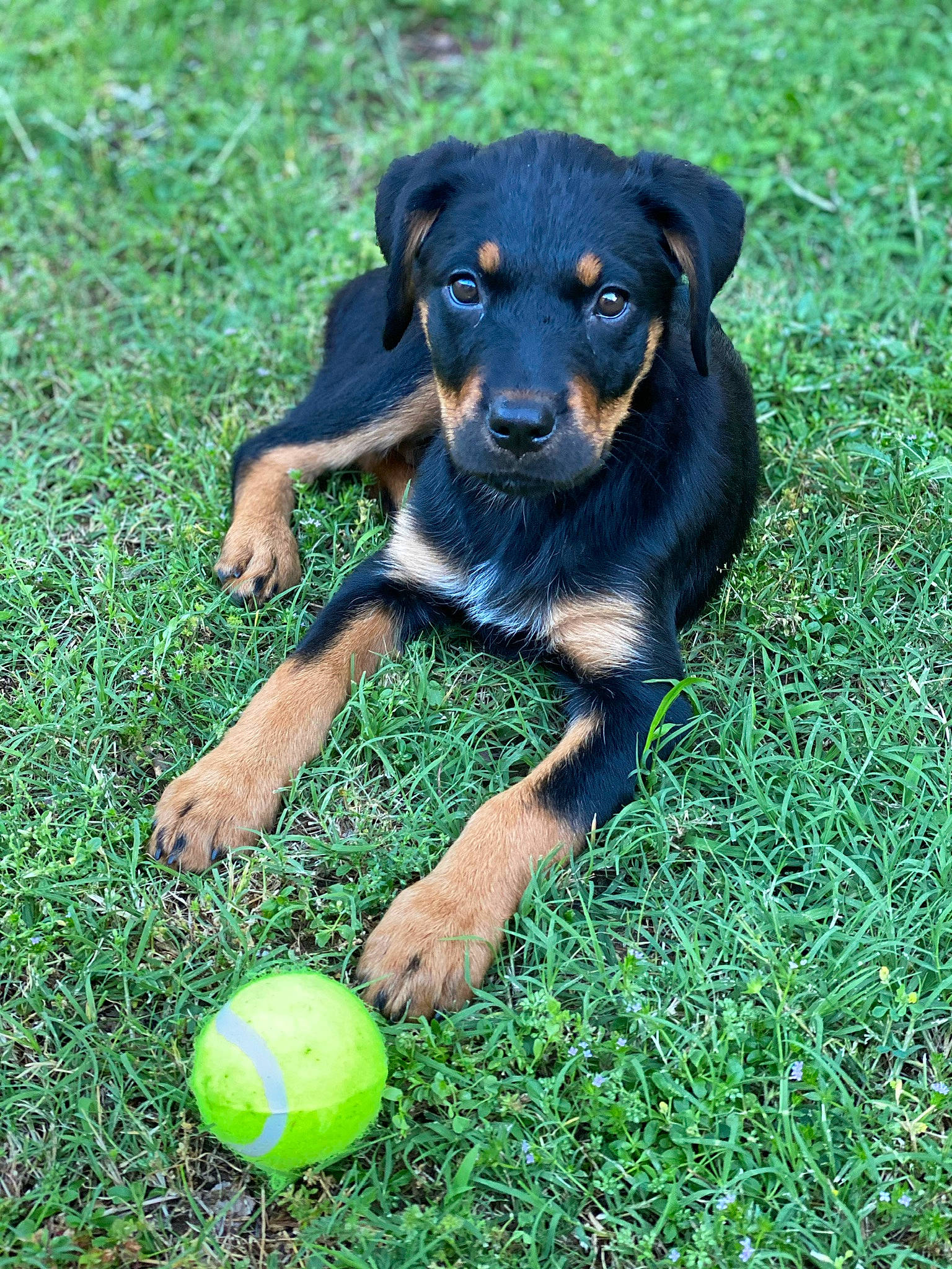 Finley joined the competition — help win amazing prizes! austrian_black_and_tan_hound, ball, beauceron, black_and_tan_terrier, canidae, carlin_pinscher, carnivore, companion_dog, dog, dog_breed, german_pinscher, grass, huntaway, jagdterrier, mammal, miniature_pinscher, pinscher, rare_breed_dog, rottweiler, working_dog
