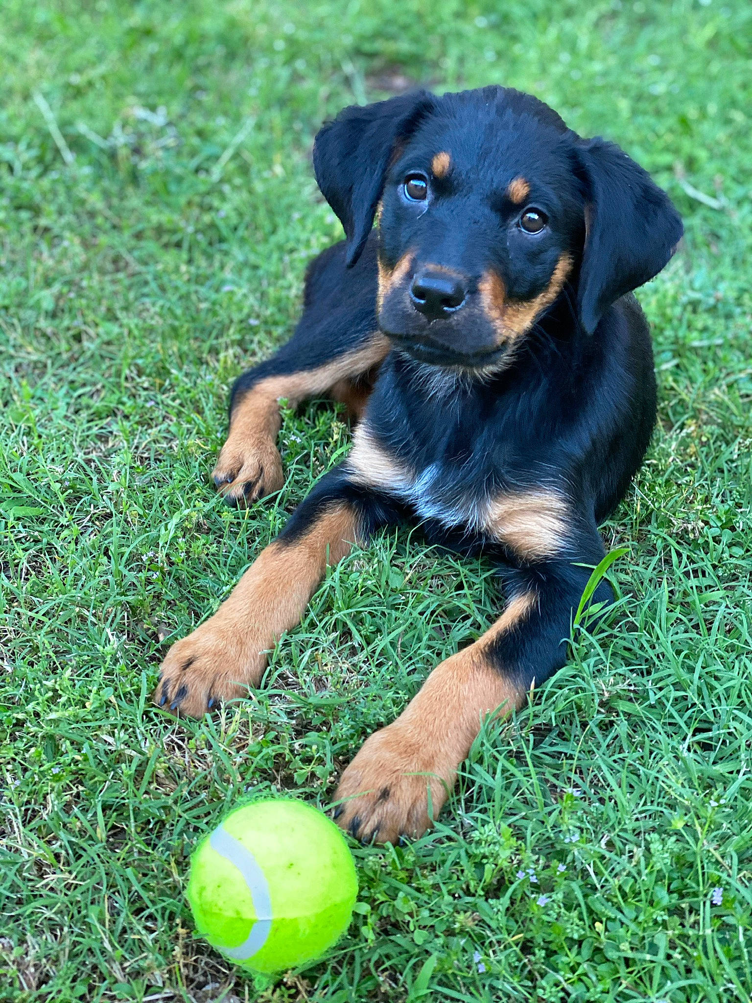 Finley joined the competition — help win amazing prizes! austrian_black_and_tan_hound, beauceron, black_and_tan_terrier, canidae, carnivore, dog, dog_breed, german_pinscher, grass, huntaway, jagdterrier, mammal, pinscher, polish_hunting_dog, puppy, rottweiler, smaland_hound, transylvanian_hound, vertebrate, working_dog