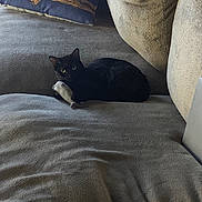 Wendy joined the competition — help win amazing prizes! black_cat, cat, toy_mouse, couch, pillow, robot_design, indoor, pet, animal, fur, relaxing, cozy, living_room, feline, resting, soft_texture, domestic, cute, companion, home