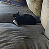 black_cat, cat, toy_mouse, couch, pillow, robot_design, indoor, pet, animal, fur, relaxing, cozy, living_room, feline, resting, soft_texture, domestic, cute, companion, home