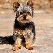 Pookie participe au concours pour gagner de l'argent avec cette photo : animal, black, brown, closeup, cute, daylight, dog, ears, fluffy, fur, gray, looking_at_camera, outdoor, pet, portrait, shadow, sitting, small_dog, sunlight, tile_floor