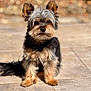 animal, black, brown, closeup, cute, daylight, dog, ears, fluffy, fur, gray, looking_at_camera, outdoor, pet, portrait, shadow, sitting, small_dog, sunlight, tile_floor