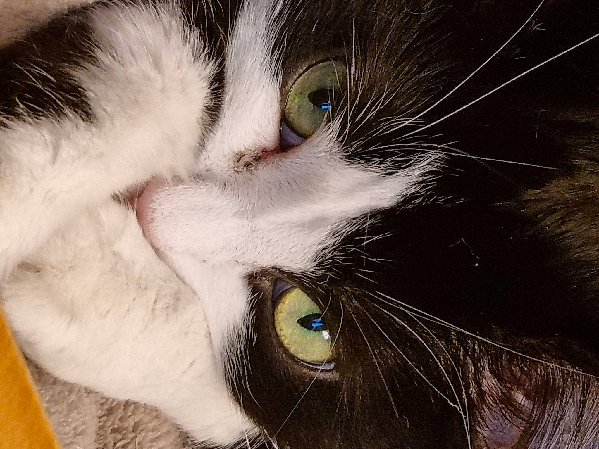 Nalya participe au concours pour gagner de l'argent avec cette photo : carnivore, cat, close_up, domestic_short_haired_cat, ear, eyelash, felidae, fur, iris, nose, paw, small_to_medium_sized_cats, snout, whiskers