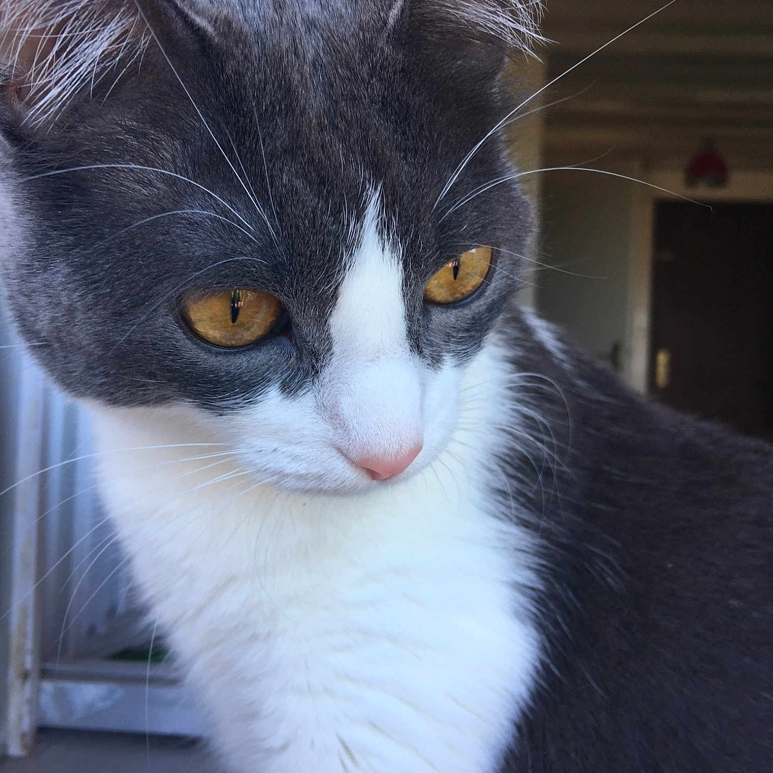 Krapule participe au concours pour gagner de l'argent avec cette photo : aegean_cat, american_wirehair, cat, cat_like_mammal, close_up, domestic_short_haired_cat, european_shorthair, eye, fauna, fur, kitten, small_to_medium_sized_cats, snout, whiskers