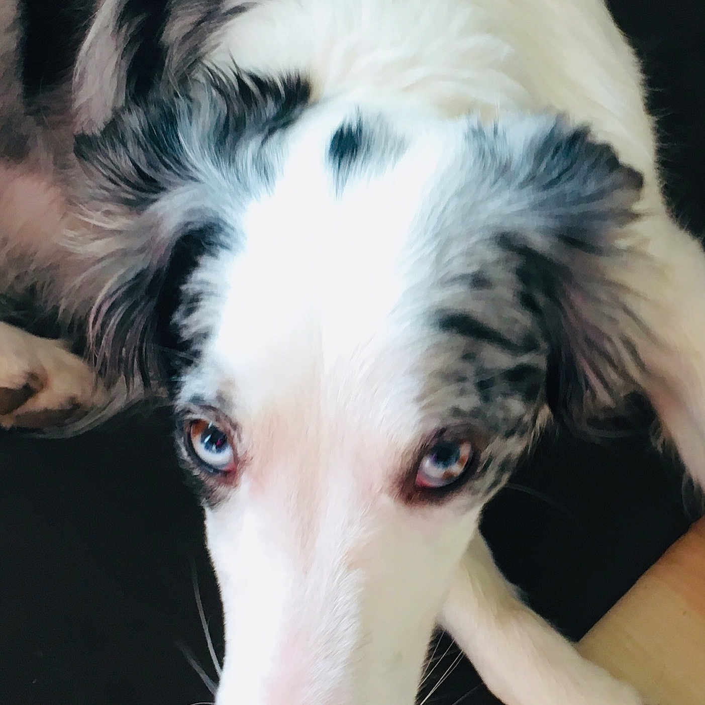 Mya