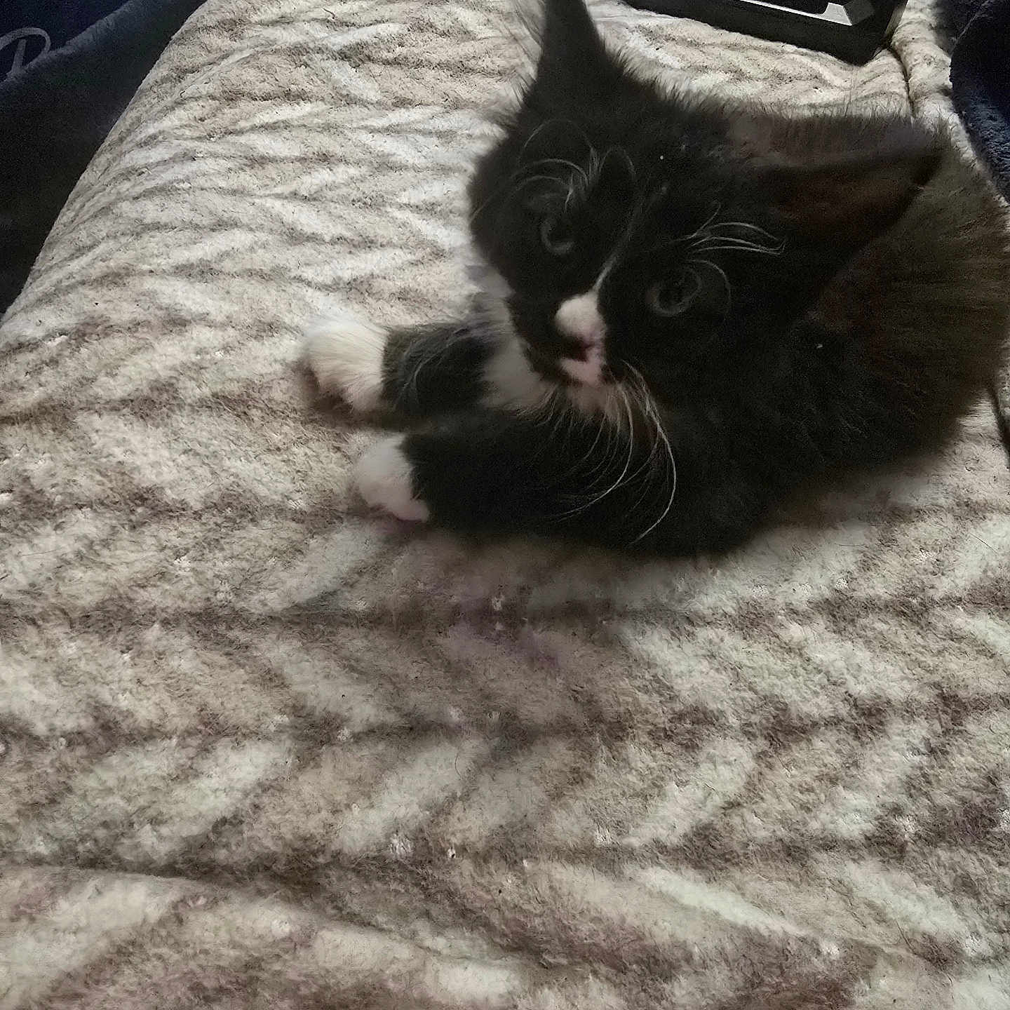 Milly is registered to the contest to win money with this photo: kitten, cat, black_and_white, fur, whiskers, blanket, patterned_blanket, indoor, pet, animal, cute, small, lying_down, curious, soft_texture, cozy, furniture, household_item, device, domestic