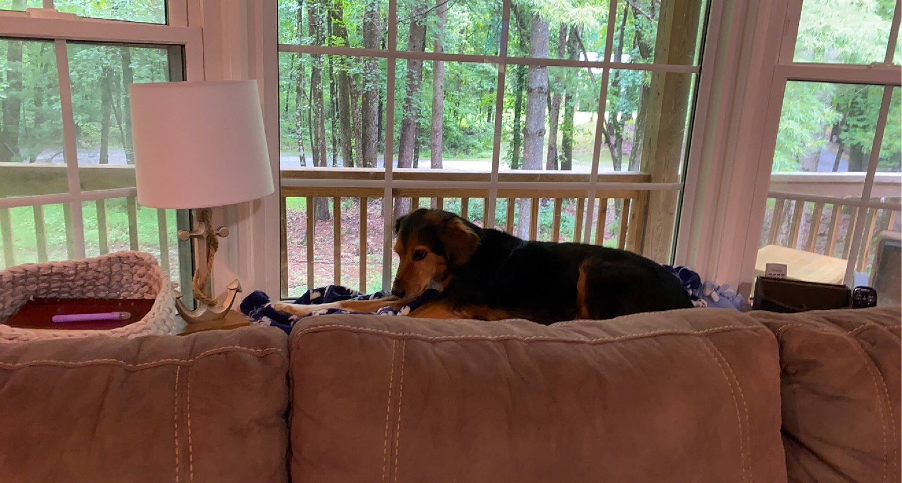 Griffin joined the competition — help win amazing prizes! brown, carnivore, comfort, companion_dog, couch, dog, dog_breed, fawn, flooring, furniture, hardwood, living_room, shade, sporting_group, studio_couch, tints_and_shades, tree, window, wood, working_animal