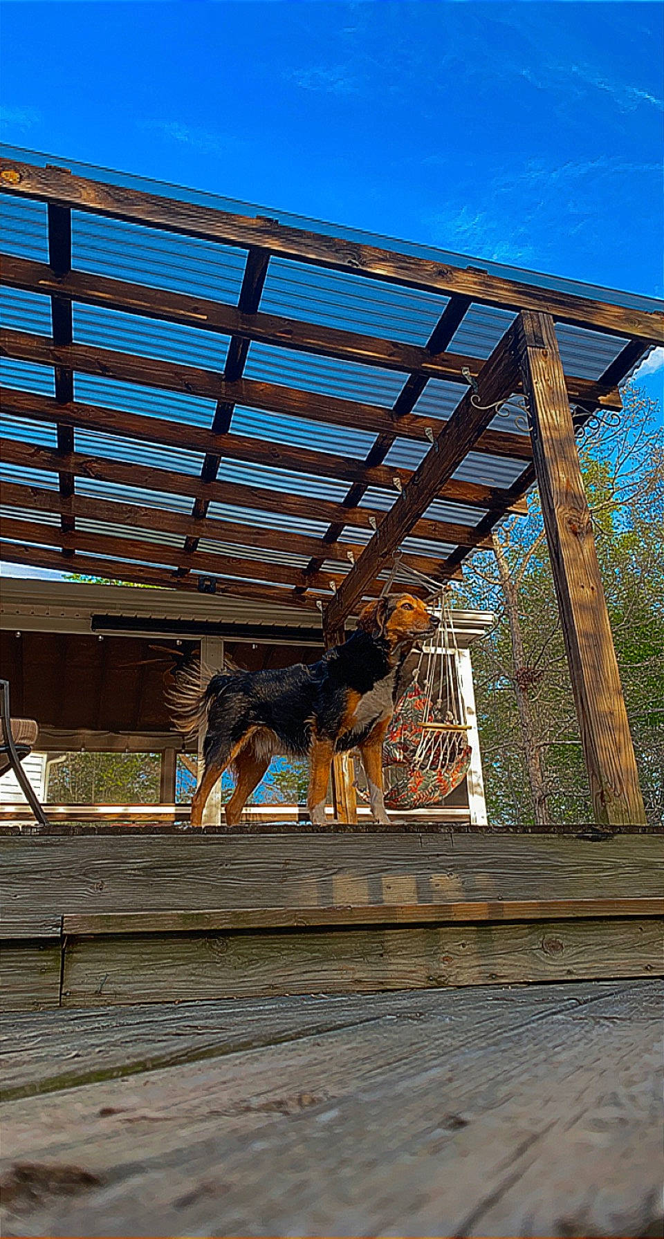 Griffin is registered to the contest to win money with this photo: beam, brick, brickwork, carnivore, dog, facade, fawn, hardwood, landscape, leisure, metal, outdoor_furniture, plank, roof, shade, shed, sky, window, wood, working_animal