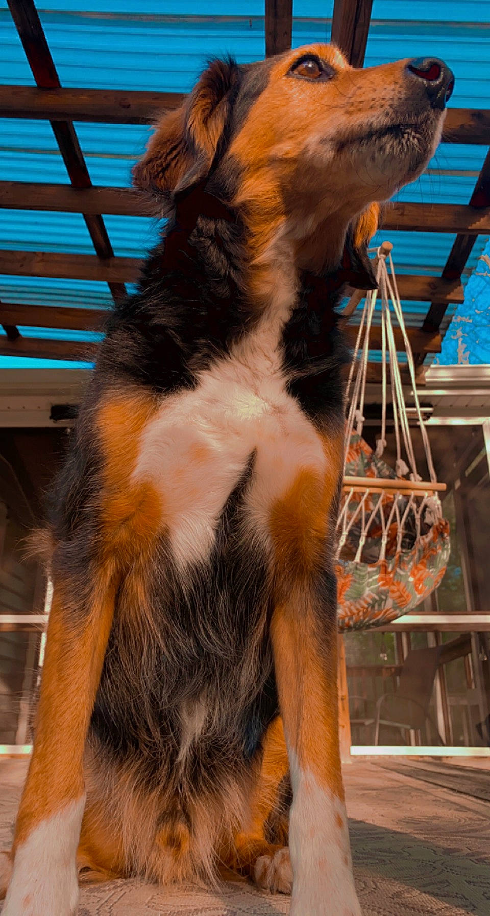 Griffin joined the competition — help win amazing prizes! canidae, carnivore, collar, collie, companion_dog, dog, dog_breed, fawn, fur, herding_dog, mammal, pet_supply, scotch_collie, snout, sporting_group, tail, terrestrial_animal, vertebrate, wood, working_dog