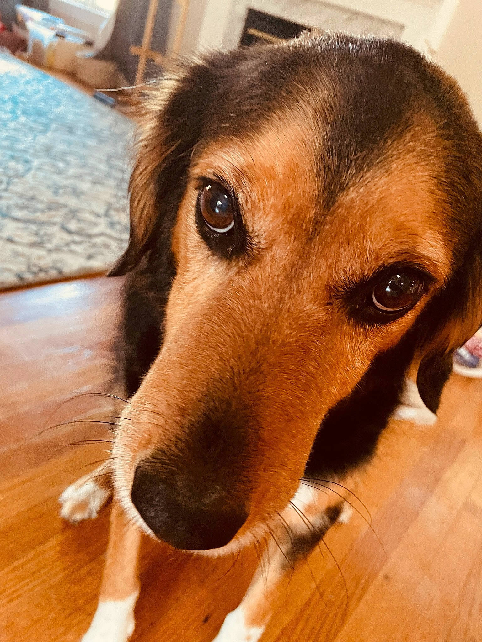 Griffin joined the competition — help win amazing prizes! canidae, carnivore, companion_dog, dog, dog_breed, ear, eye, fawn, flooring, fur, happy, hardwood, hound, paw, scent_hound, snout, sporting_group, whiskers, wood, working_animal