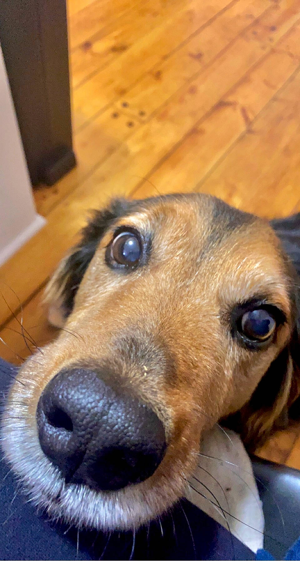 Griffin joined the competition — help win amazing prizes! canidae, carnivore, collar, companion_dog, dog, dog_breed, ear, fawn, flooring, fur, hardwood, pet_supply, snout, sporting_group, street_dog, terrestrial_animal, whiskers, wood, wood_stain, working_animal