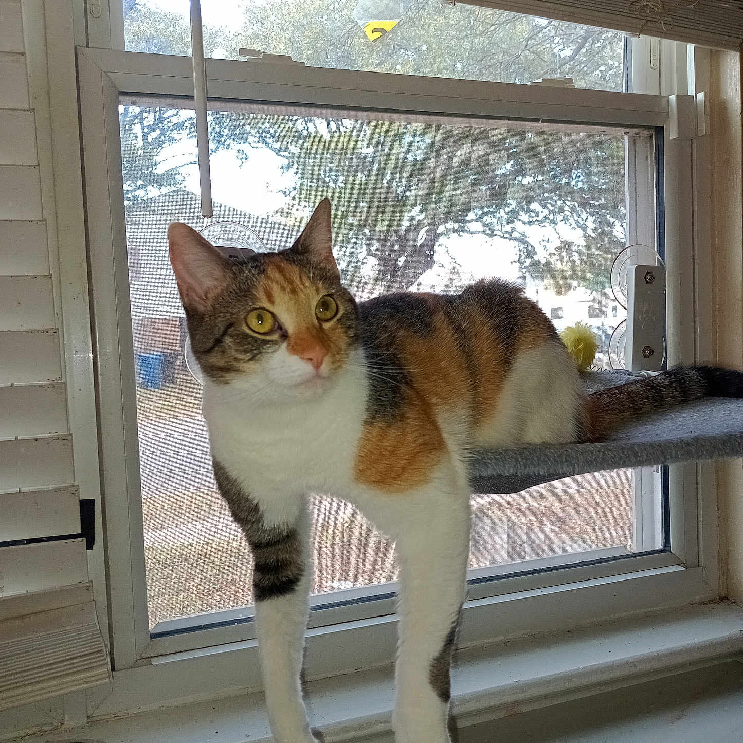 Ivy joined the competition — help win amazing prizes! abyssinian, animal, cat, curtain, hardwood, homedecor, kitten, manx, pet, picturewindow, plywood, siamese, window, windowshade, windowsill, wood