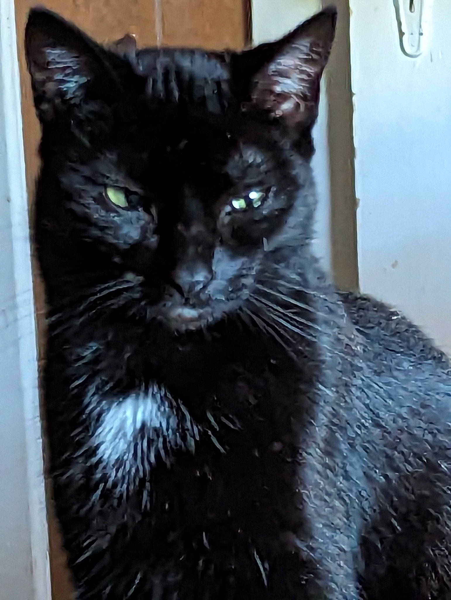 Hoppie is registered to the contest to win money with this photo: art, black_cat, bombay, carnivore, cat, claw, domestic_short_haired_cat, felidae, fur, grey, small_to_medium_sized_cats, snout, stairs, tail, terrestrial_animal, whiskers, window