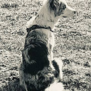 Hélios a rejoint le concours — aidez-le/la à gagner de superbes lots ! dog, sitting, grass, outdoor, black_and_white, fur, canine, pet, nature, side_view, leash, calm, quiet, animal, portrait, field, daytime, watching, still_life, closeup