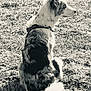 dog, sitting, grass, outdoor, black_and_white, fur, canine, pet, nature, side_view, leash, calm, quiet, animal, portrait, field, daytime, watching, still_life, closeup