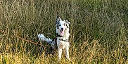 Hélios participe au concours pour gagner de l'argent avec cette photo : dog, grass, field, outdoor, pet, animal, happy, tongue_out, sunlight, nature, canine, sitting, ears_up, collar, leash, playful, summer, daytime, friendly, fur
