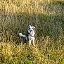 dog, grass, field, outdoor, pet, animal, happy, tongue_out, sunlight, nature, canine, sitting, ears_up, collar, leash, playful, summer, daytime, friendly, fur