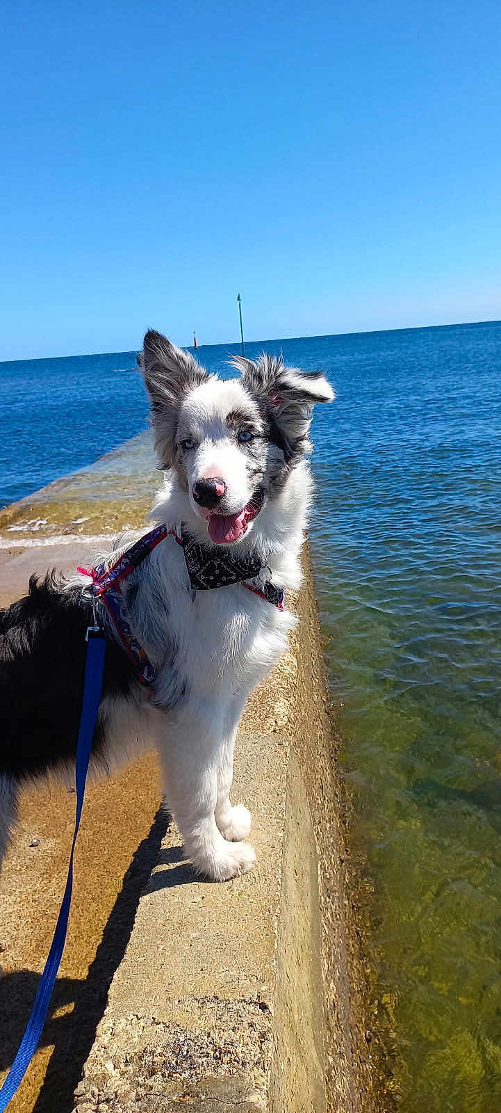 Hélios participe au concours pour gagner de l'argent avec cette photo : dog, border_collie, pet, animal, outdoor, sea, water, sky, leash, concrete_pier, sunny, happy, tongue_out, blue_eyes, fur, standing, nature, daylight, canine, playful